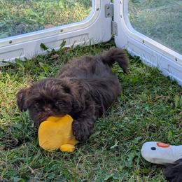 Harlan - Chocolate male Shih Tzu puppy in West Pawlet, Vermont from Morgan's Shih Tzus