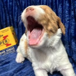 Boy 2 - male Brittany puppy in Port Crane, New York from Red Truck Brittanys