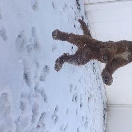 Cavapoo and Poodle All Grown Up from Happy Tails Poods and Doods