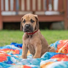 Great Dane Puppies from Genai Great Danes