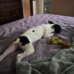 Boston Terrier All Grown Up from Ashley Miller