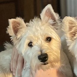 Maddie - West Highland White Terrier