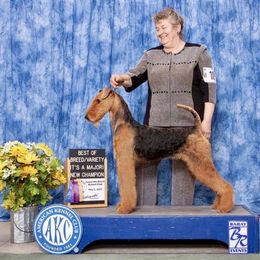 Airedale Terrier puppies from Mystic’s Airedales