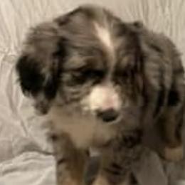 Aussiedoodles and Poodles from Trent Knabb