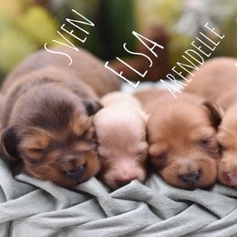 Sven-AKC Import Lines - Red male Dachshund puppy in Coweta, Oklahoma from Sunnyside Dachshunds