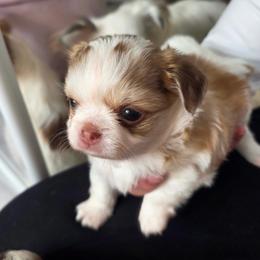 Chance - Fawn and white male Chihuahua puppy in Citrus Heights, California from Golden State Chihuahuas