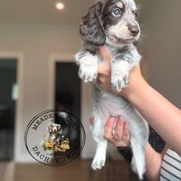 Purple Collar - Piebald female Dachshund puppy in Beaver, Pennsylvania from Meaden’s Mini Dachshunds
