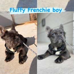 French Bulldog Puppies from Nicholepups