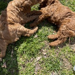 Goldendoodle Puppies from Coal Country Doodles