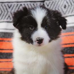 Milkyway - Black male Border Collie puppy in Dallas, Texas from Effervescent Border Collies