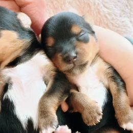 Bernedoodles and Yorkshire Terriers from Ellie's Cute as a Button Yorkies