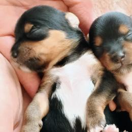 Bernedoodles and Yorkshire Terriers from Ellie's Cute as a Button Yorkies