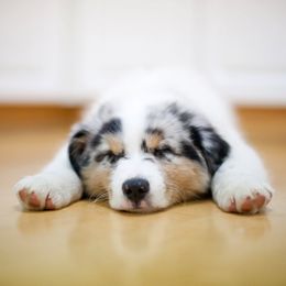 Miniature American Shepherds and Miniature Australian Shepherds from DreamCatcher Miniature American Shepherds