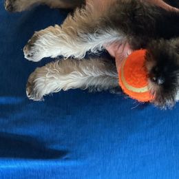 Miniature Schnauzer Puppies from Pierhaus Minature Schnauzers