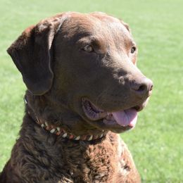 Australian Shepherds and Chesapeake Bay Retrievers from Firestorm Australian Shepherds