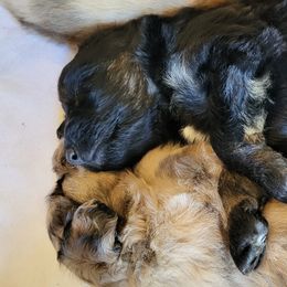 Aussiedoodle Puppies from Ocala Doodle Ranch