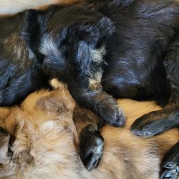 Aussiedoodle Puppies from Ocala Doodle Ranch