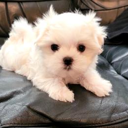 Maltese and Morkie Puppies from K and E Small Breed Puppies