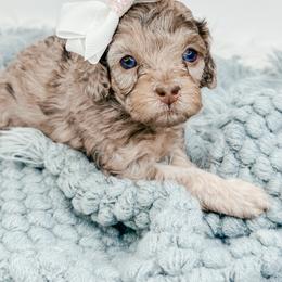 Mocha - Merle female Cockapoo puppy in Otisville, Michigan from Danie’s Darling Doodles LLC