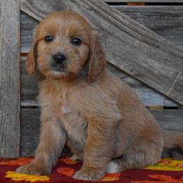 Female 3 of 3 - Cream female Goldendoodle puppy in Macedon, New York from Toodles Goldendoodles