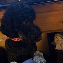 Juliet - Bernedoodle