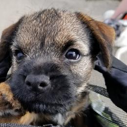 Border Terriers from Riverside Jr Border Terriers