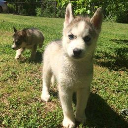 Siberian Huskies from Sherwood Huskies