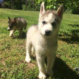 Siberian Huskies from Sherwood Huskies