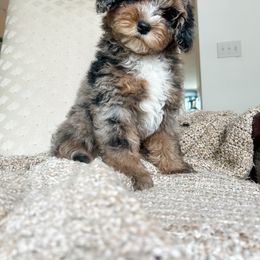 Cockapoo Puppies from Cockapoo Puppies and Co.