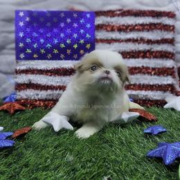 Shawn - Red and white male Japanese Chin puppy in Johnson City, Tennessee from Erin & Friends Japanese Chin