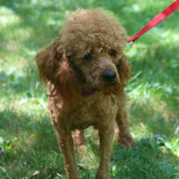 Nicky - Cockapoo