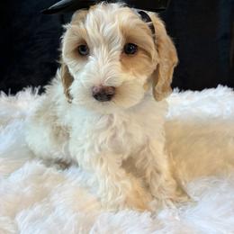 Stormy - Red and white female Cockapoo puppy in Adrian, Oregon from ApplebyFarm