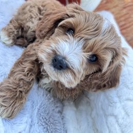 Aussiedoodle and Cavapoo Puppies from Pawsome Aussie Doodles and Oodles