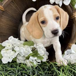 Grey - Lemon and white male Beagle puppy in Katy, Texas from Houston’s Howlin’ Hounds