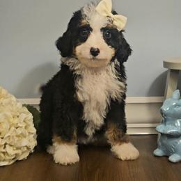 Elsa - Red female Bernedoodle puppy in Russell Springs, Kentucky from 270 Doodles
