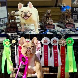 French Bulldog puppies from Avelar’s Top Shelf Frenchies