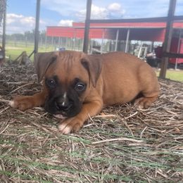 Black collar - Fawn male Boxer puppy in Center Hill, Florida from Rogers Farm’s Beloved Boxers