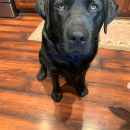 Labrador Retriever All Grown Up from OC Labradors
