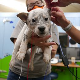 Australian Cattle Dog Puppies from Intermountain Australian Cattle Dogs