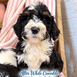 After while crocodile - Tri-color male Bernedoodle puppy in Grove, Oklahoma from Guinn Family Farms