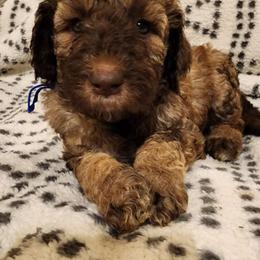 Gingerbread - Red  male Goldendoodle puppy in Orange Park, Florida from Evergrace Farm Doodles