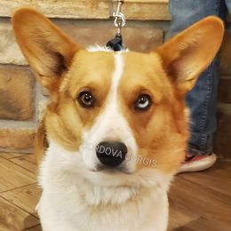 Lip - American Corgi