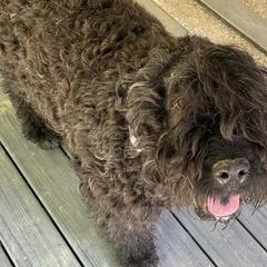 Ella Bear - Bouvier des Flandres