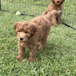 Whoodle All Grown Up from Perri’s Whoodles