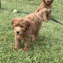 Whoodle All Grown Up from Perri’s Whoodles