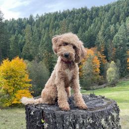 Honey - Apricot female Goldendoodle puppy in Roseburg, Oregon from Dbos Furry Friends