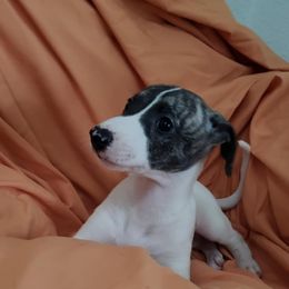 Girl 3 - female Whippet puppy in Lutz, Florida from Whippets of Astora