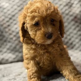 Sapphire - Buff and white Cockapoo puppy in Drexel Hill, Pennsylvania from Paws of Abundance