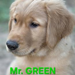 Green Boy - Golden male Golden Retriever puppy in Glendale, Arizona from Sonoran Golden Retrievers