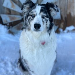 Mabel - Australian Shepherd